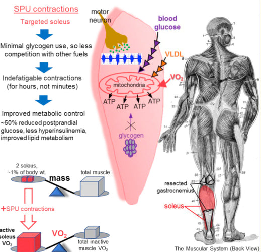 Boost Your Health by Activating the Soleus Muscle with Sitflexx