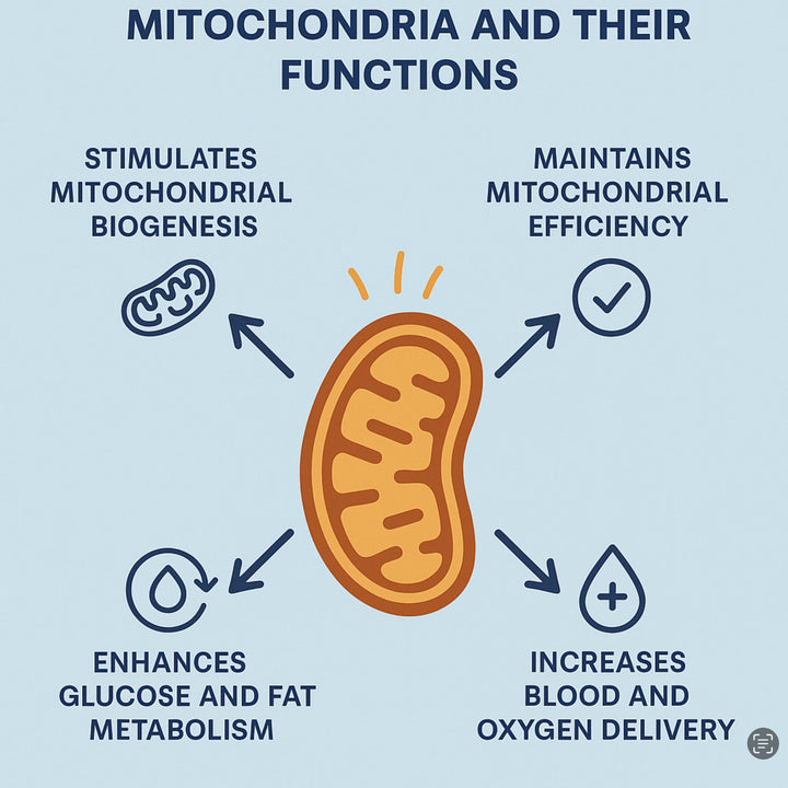 Sitflexx Use and Mitochondrial Function