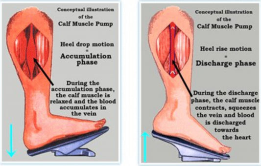 Boost Your Leg Health: How Calf Exercises Improve Lymphatic Circulation