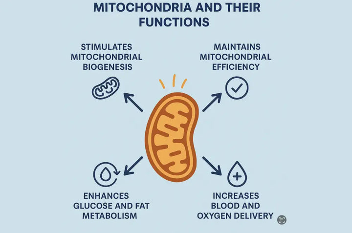 Sitflexx Use and Mitochondrial Function